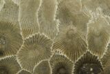 Polished Petoskey Stone (Fossil Coral) - Michigan #131061-1